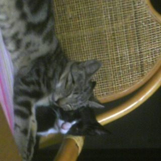 大切にしていただける方を募集します。