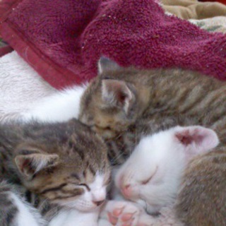 ２０１１年８月２５日にカワイイ猫ちゃん三匹生まれました