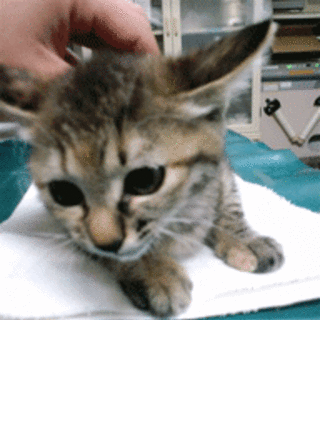 ピッピとポッポ（船橋市）