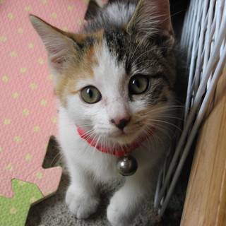 里親様募集中です。