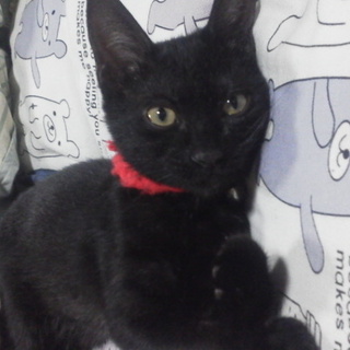 クロちゃん里親様募集中。