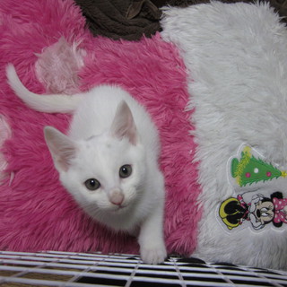 【生後二カ月】子猫の里親を探しております。