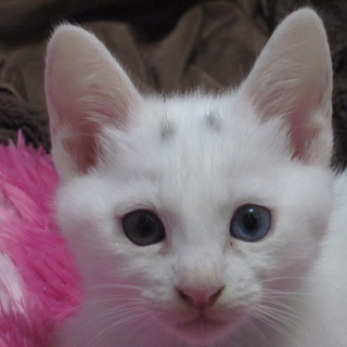 【生後二ケ月】子猫の里親を探しております。