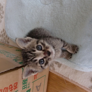 里親になってください