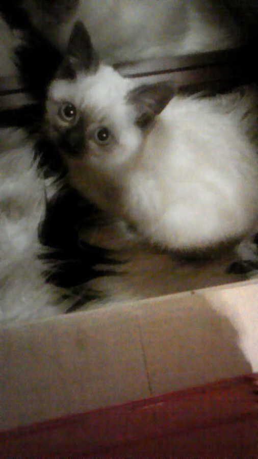 野良シャムの子を保護しました。 サムネイル1