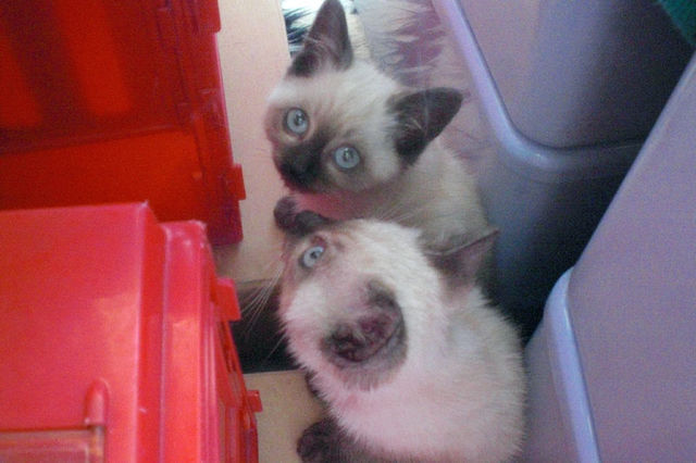 野良シャムの子を保護しました。 サムネイル2