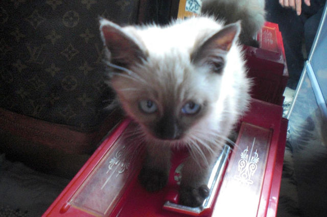 野良シャムの子を保護しました。 サムネイル3