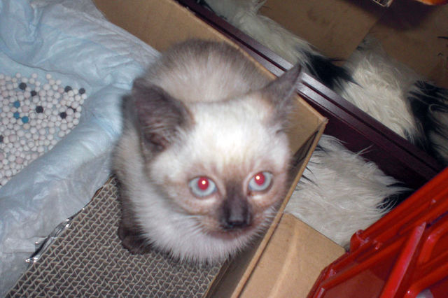 野良シャムの子を保護しました。 サムネイル6