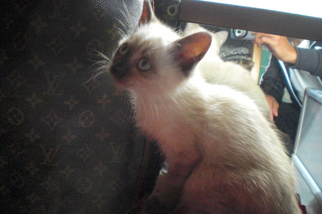 野良シャムの子を保護しました。 サムネイル4