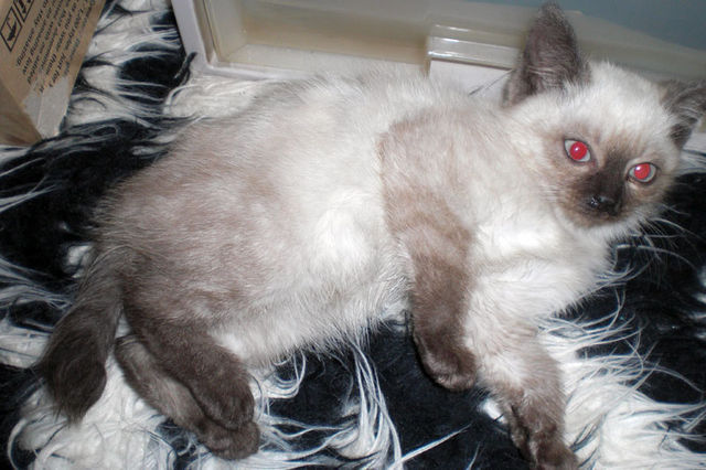 野良シャムの子を保護しました。 サムネイル5