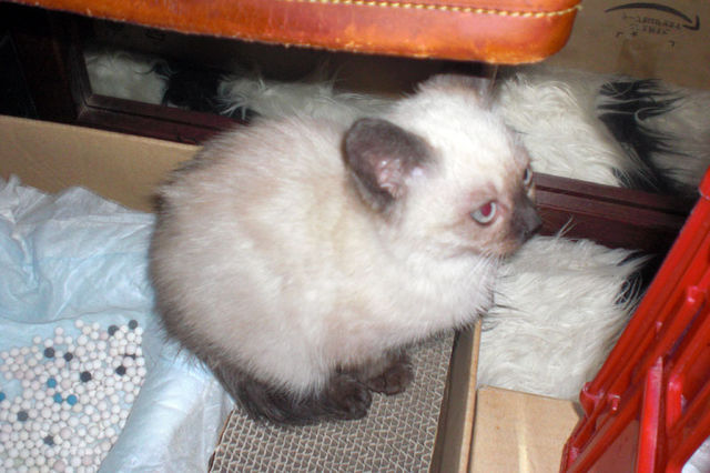 野良シャムの子を保護しました。 サムネイル7