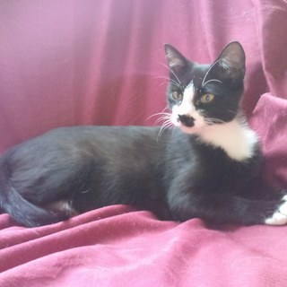 かわいいこです