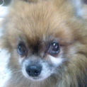 小柄なポメラニアンです