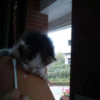 どなたか貰ってください！