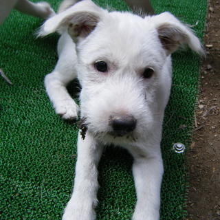 真っ白仔犬の里親サマを探しています!!