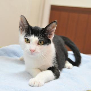 こたろう君。元気な甘えん坊