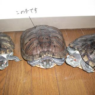 ミドリガメの里親募集