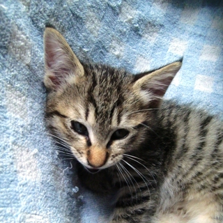 元気な子猫キジトラ。里親募集中です。