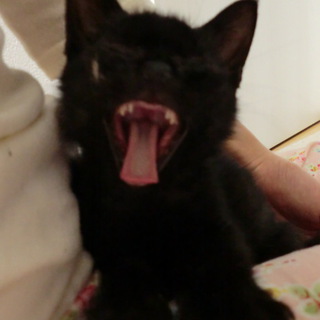 生後1か月の魔女の宅急便のジジです!