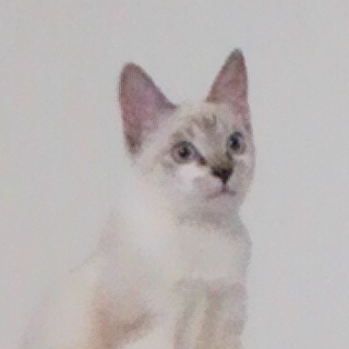 生後４か月メス里親募集