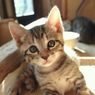 急募・キジトラの男の子