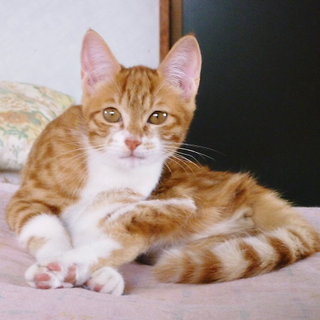 小柄で可愛い子です！