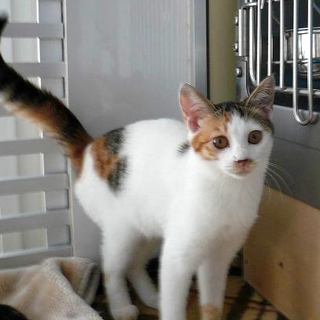 里親募集：生後4か月三毛女の子