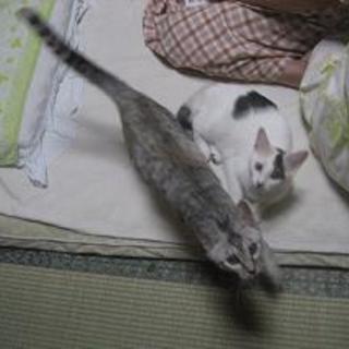 MIX猫の姉妹（１歳のメス）です。