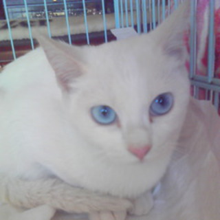 里親さんになってください