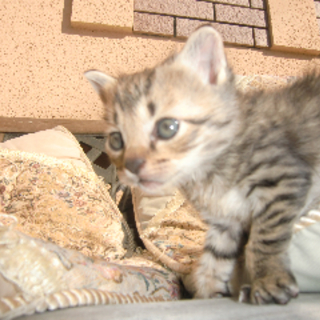 子猫の里親さんになってください。