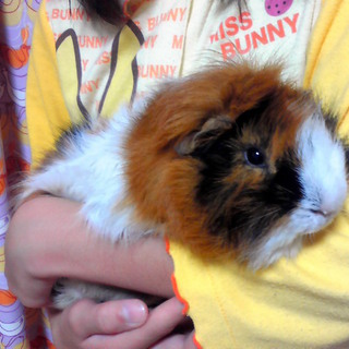 里親さんになってくれませんか？？