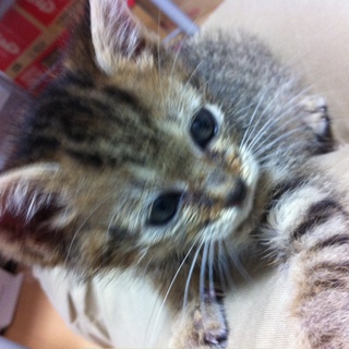 子猫の里親募集