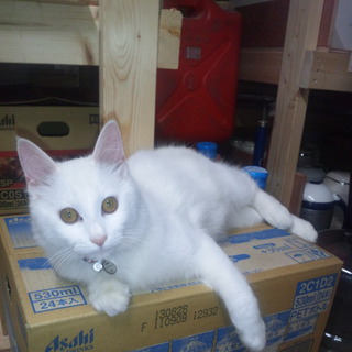 近い内に捨てられてしまいます！