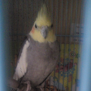 荒　オカメインコ♂