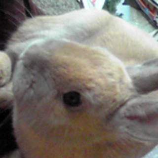 ネザーランドドワーフ