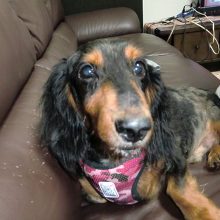 M.ダックス★沖縄から来ました☆