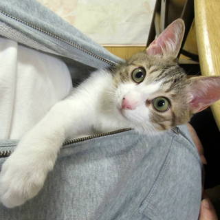 れーくん　「甘えん坊」の里親さん募集