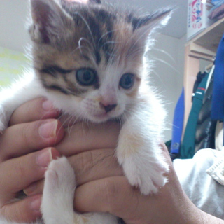 子猫の妹です(交渉中)