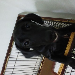 里親探してます。