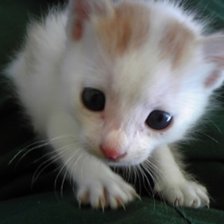 子猫の里親募集