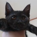 黒シマ猫ちゃんの里親募集中