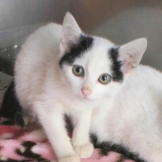 可愛い男の子です