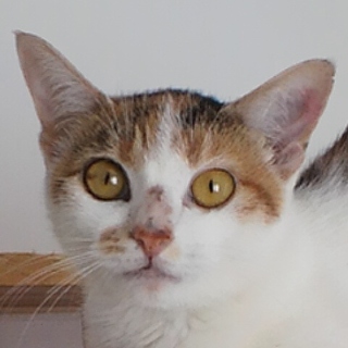 里親募集！生後4か月三毛猫