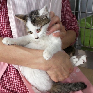 里親募集！生後1.5か月女の子