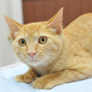 ちびた君。おとなしい甘えん坊