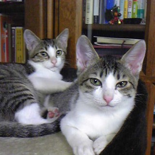 あなたの家族に加えてください