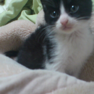 【緊急募集】可愛い子猫ちゃん【里親募集】