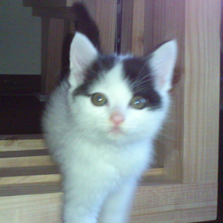 子猫のお兄ちゃんです