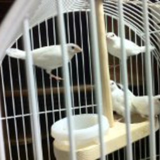 十姉妹の白４羽です。