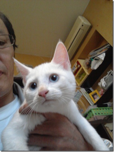 シャム猫とロシアンのミックスホワイト仔猫 サムネイル4